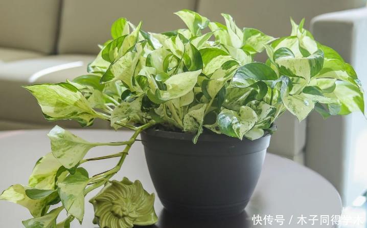 花卉|夏天养花,该忌惮的地方真多,日常打理就有3处