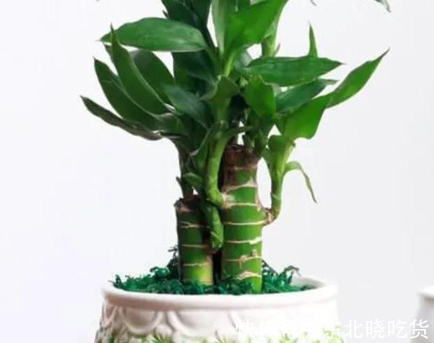 书房适合养这些精致盆栽,喜阴又好养,寓意好观赏价值高