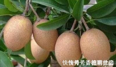 枸杞|人到中年,不妨多吃以下食物,延缓衰老,缓解疲劳,促进身体排毒