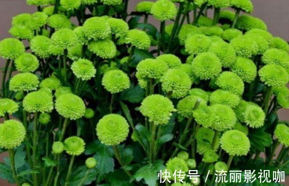 菊花|新手养花就养一盆“绿乒乓菊”,花色清新淡雅,花期长适合盆栽养
