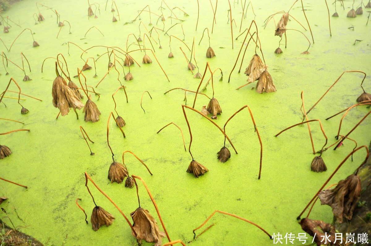 懂得|把自己活成一朵残荷,不为懂得,只为慈悲