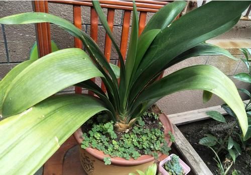 君子兰不长新叶，养护方法问题，及时补救，让君子兰恢复生机