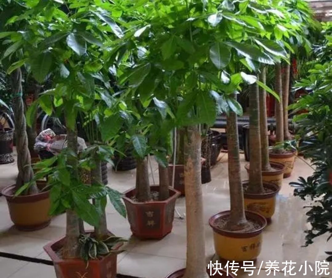 植物|适合养在室内的6种植物，枝叶翠绿，美观又大方