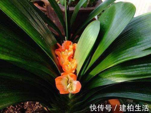 山上的“这东西”,捡回来养护君子兰,轻松解决土壤板结问题!