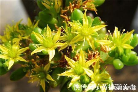 小老桩|5种多肉植物,开花别剪掉,像中奖一样很少见,你家养过几种?