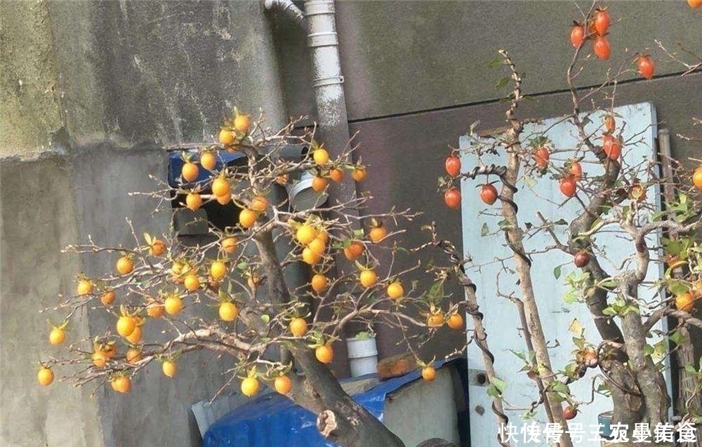 常被误以为是柿子,果实挂满树没人吃,树桩却被大量滥挖