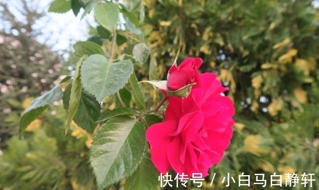 财运|进入8月中下旬，财运如芝麻开花节节高，大吉大利