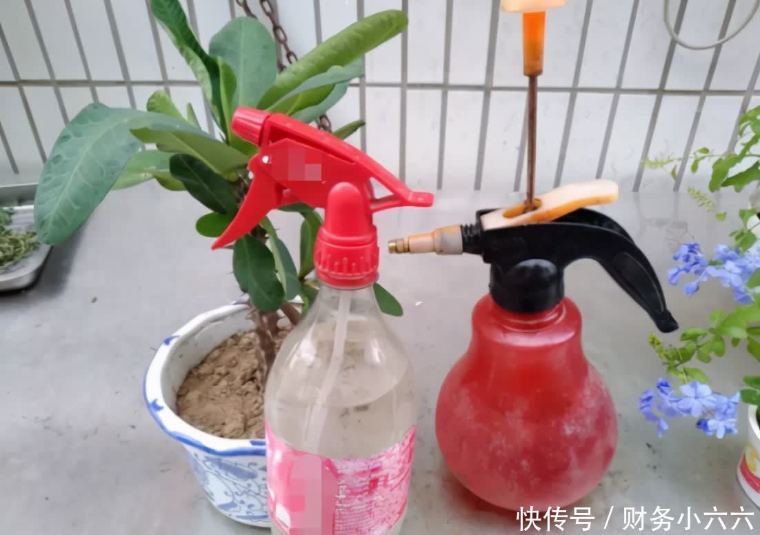 夏天|夏季养花招虫,用点爽身粉,这3个问题一下子就全消失了