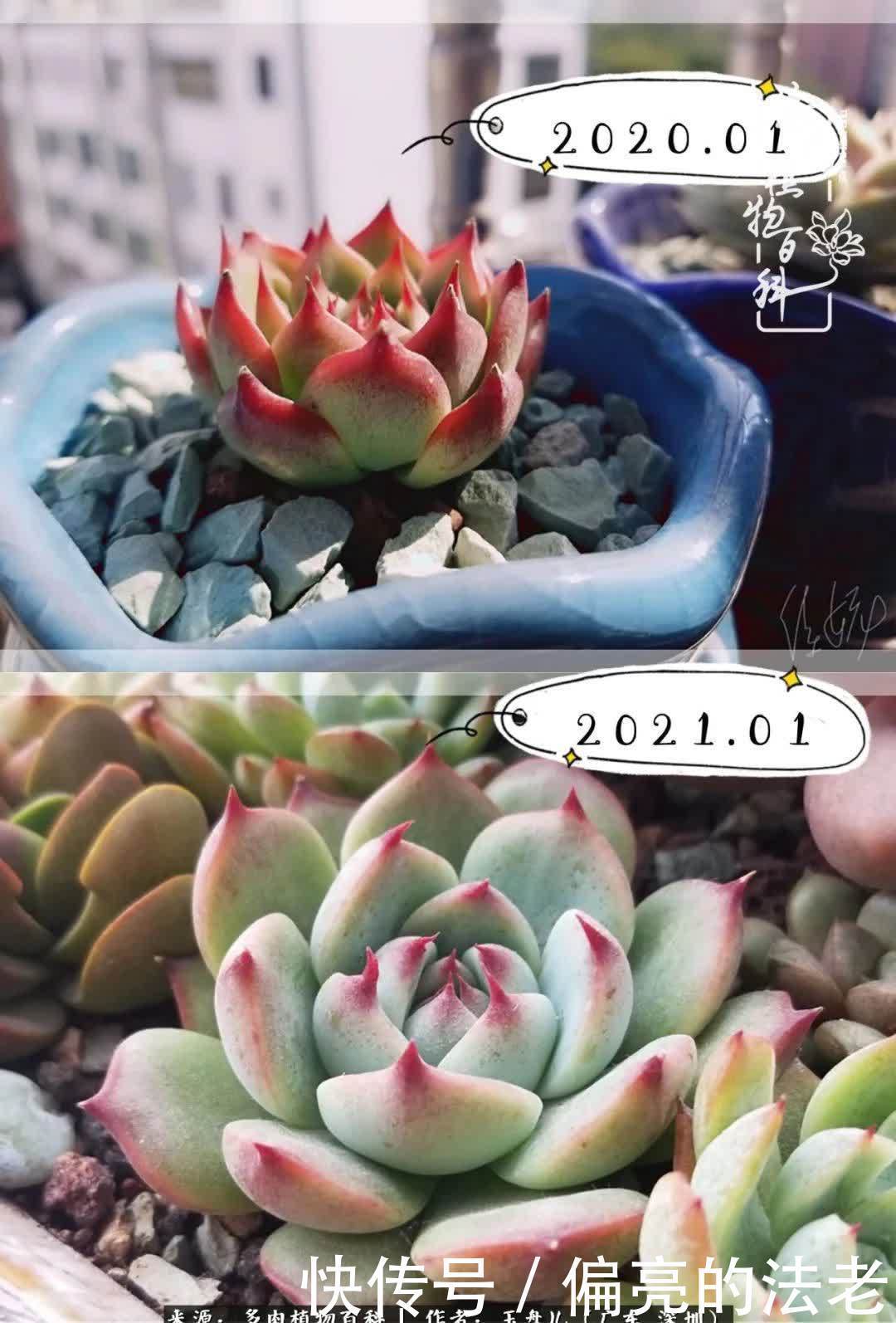 入坑一年半的新手养肉心得