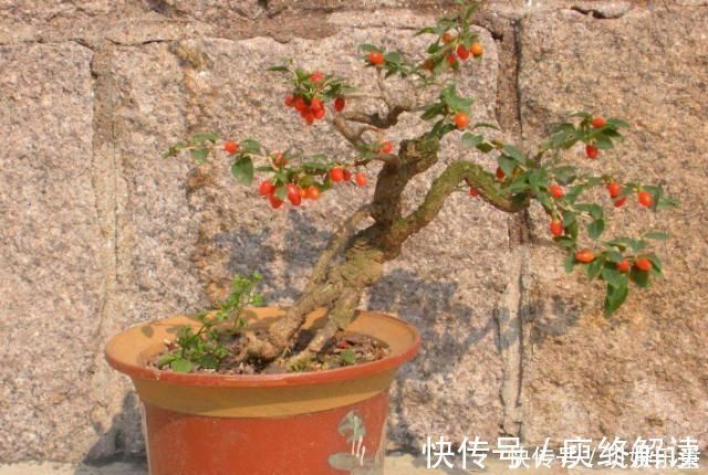 平凡|这“3种树”平凡不起眼，做成盆景贵气十足，养上3年，价格翻几倍