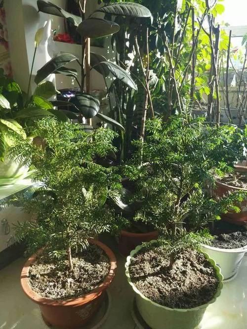 人称“植物大熊猫”,净化空气促健康,注意这5点红豆挂满枝!