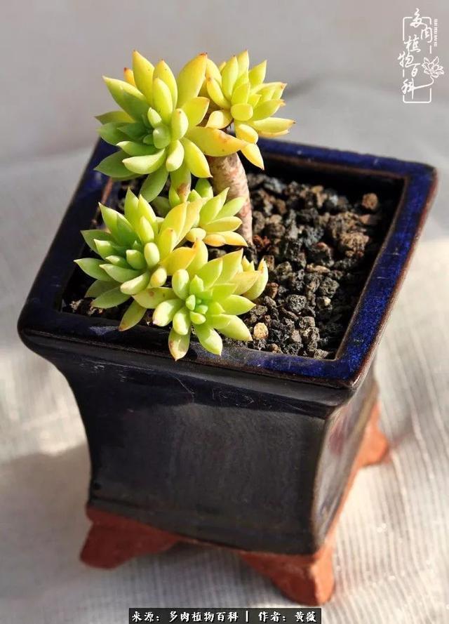 养了三年多肉，终于明白佛系养肉才是王道！