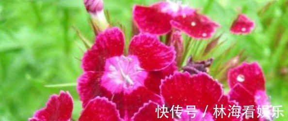 石菊|喜欢菊花,不如养盆“珍奇名菊”石菊,小巧艳丽,四季开花