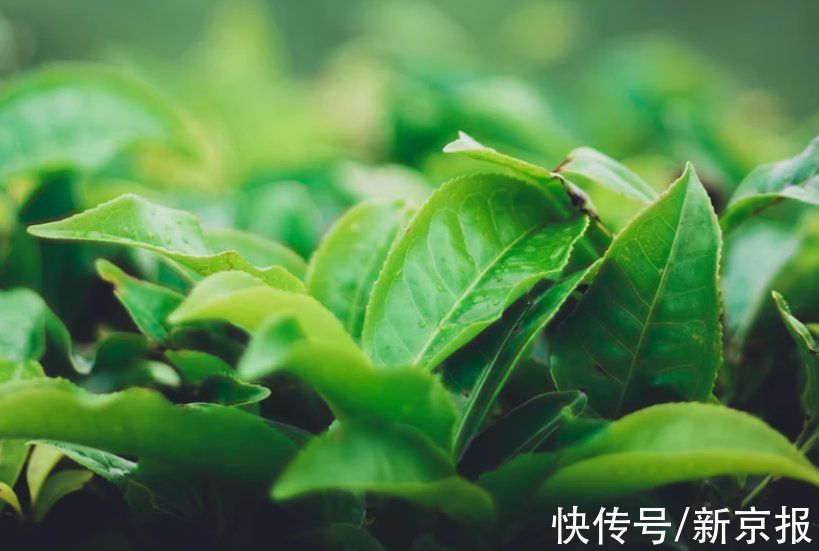 茶文化！跨越时空的茶：文化名片走向世界，为乡村振兴助力