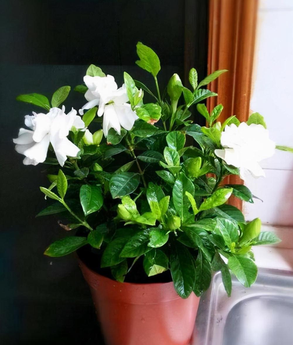 分享2个冬天扦插的小方法,10种花现在扦插正当时,生根快又壮