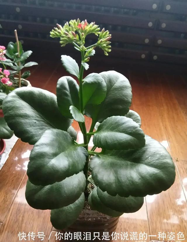 惹不起的花，叶子直径3米大，一片叶子盖住3个人