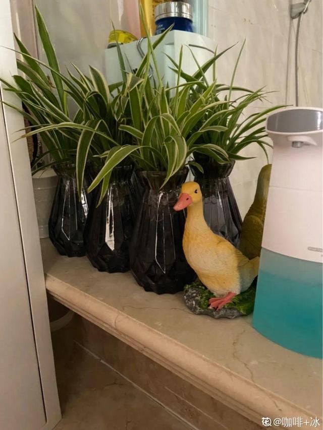 夏天养花,这个地方千万别摆,否则3天死翘翘