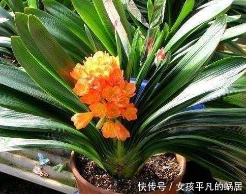 寓意|这几种花有钱人都抢着养,家里种上一盆顺风顺水,日子越过越红火