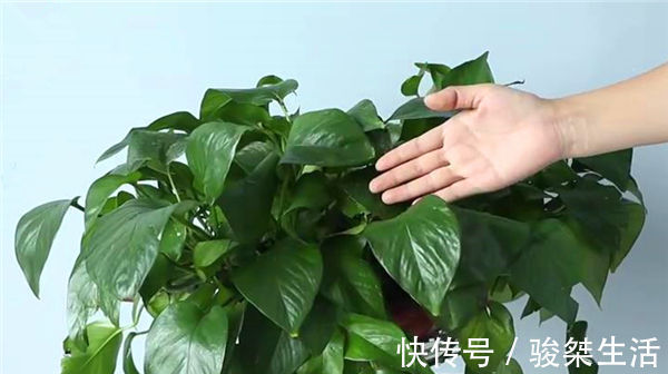 原来绿萝是有毒的家里有的快看看,别不信,等出事再后悔就晚了