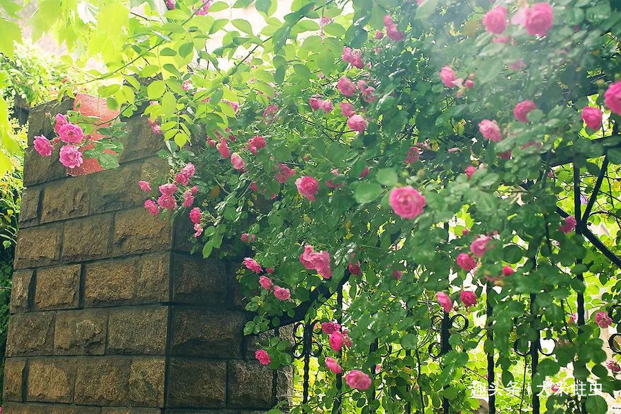 月季扦插只能等明年开春了，扦插小技巧，请先收好！