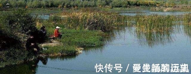 老话讲“钓鱼要钓草,不然要白跑”!但这4种水草钓也白跑