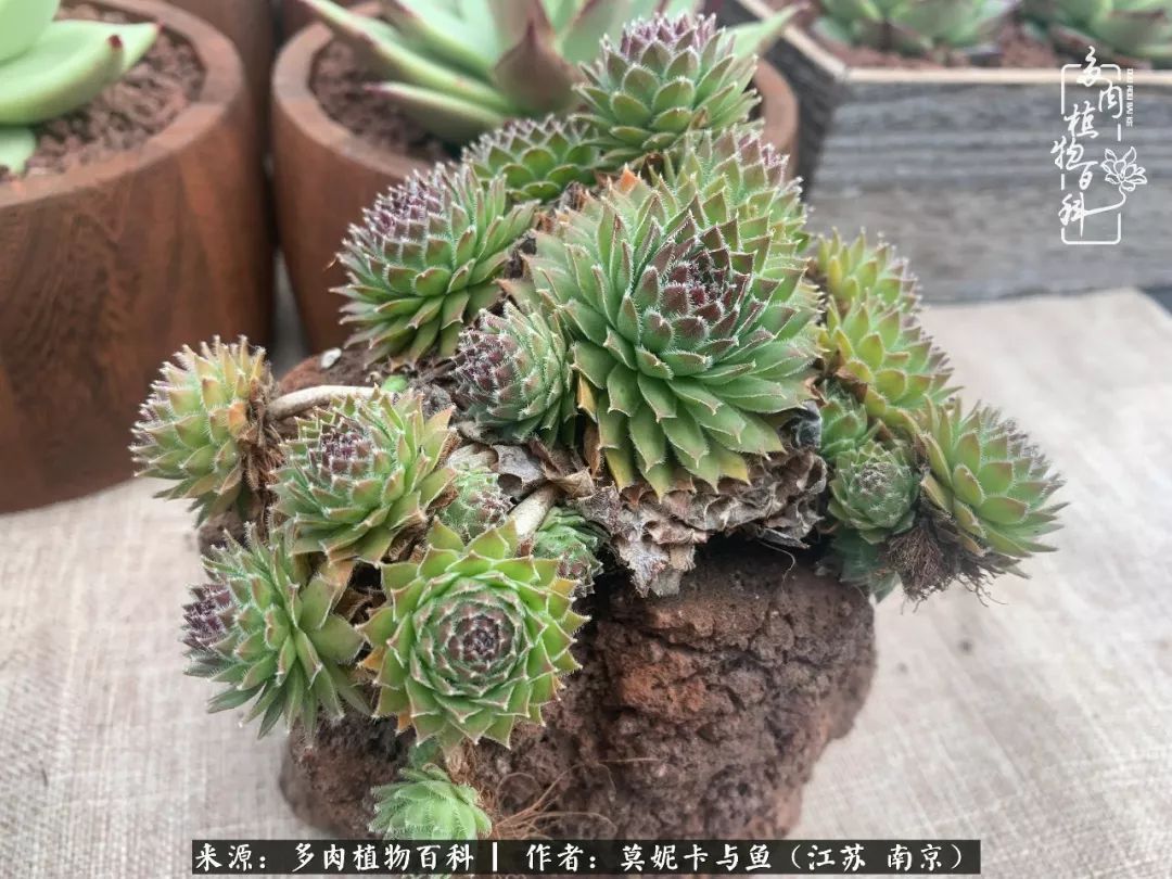 这多肉拼盘这么仙！如何制作达人手把手教你制作长生草拼盘！