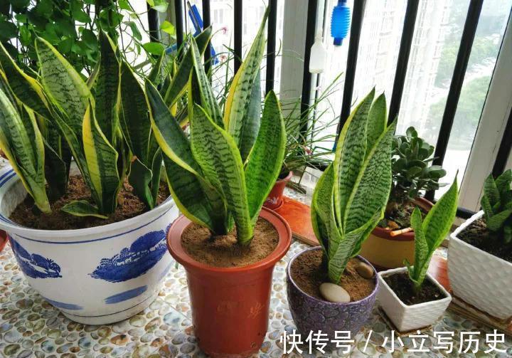 天冷了，15种漂亮花喜欢“大太阳”，多晒长得壮，花更多