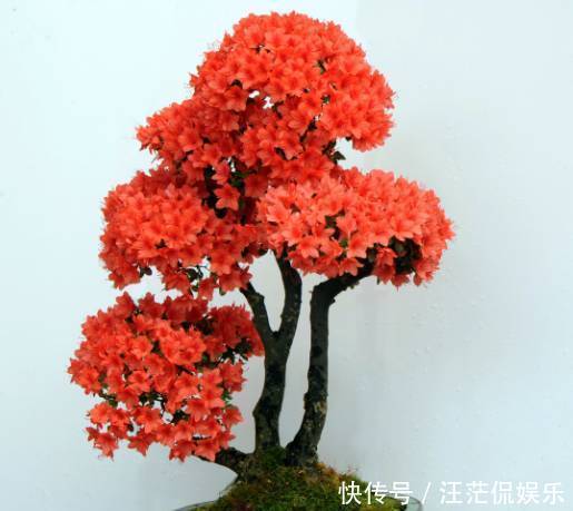 枝条|夏季养杜鹃花盆景,只做一件事,来年开花爆盆造型美,好看要行动