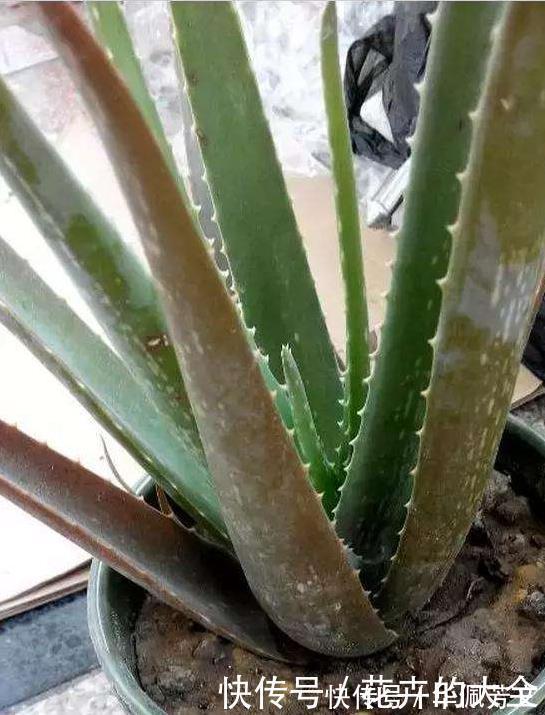 这些“娇气花”,冻坏也别扔,剪一刀,救一命