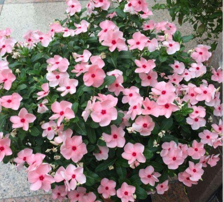 花超|4种花好养又漂亮,花大色艳,花香易打理,养在客厅美极了