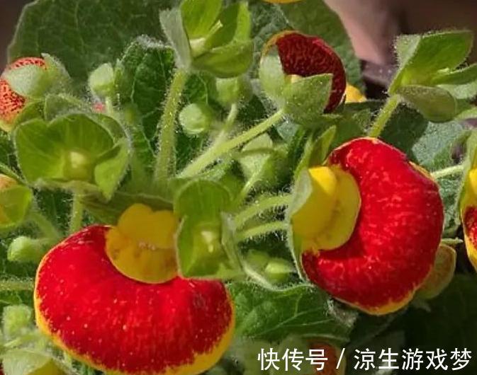 6种花不好养，太难伺候了，不适合新手花友