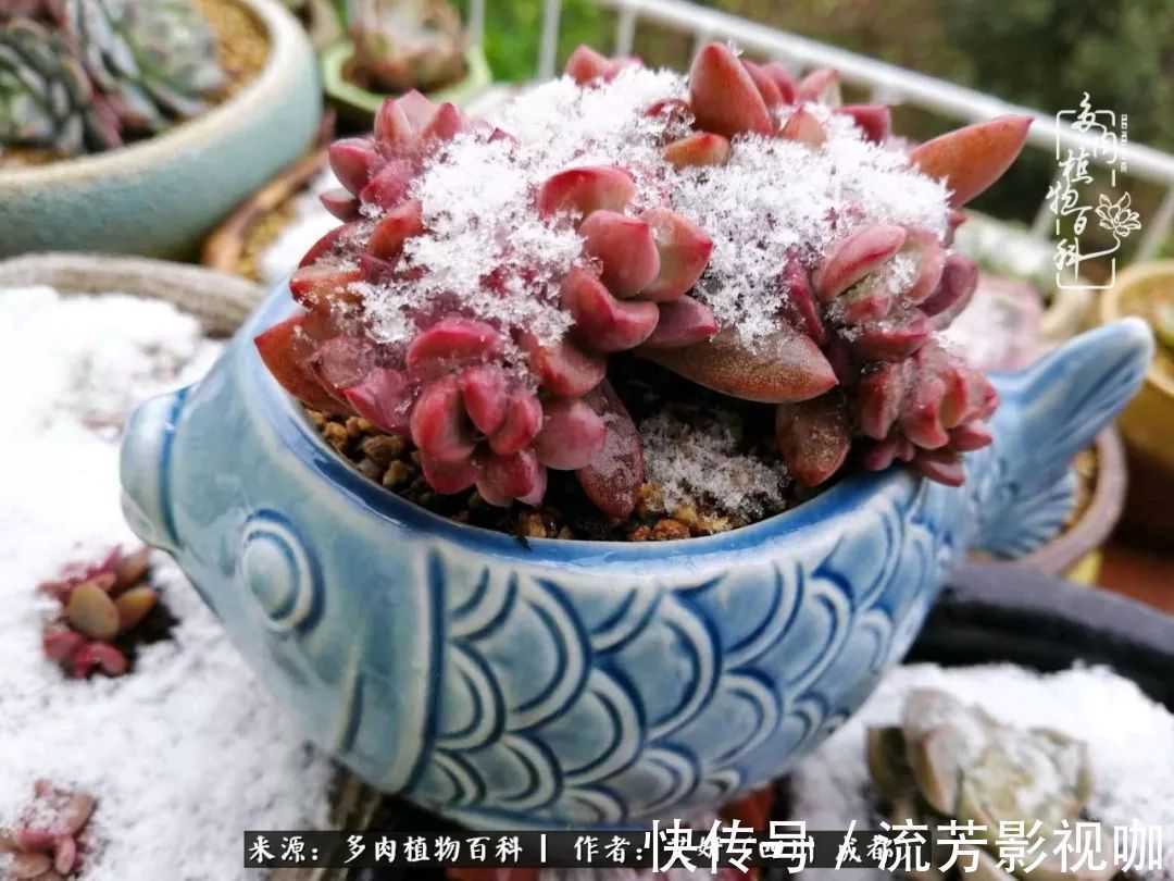 多肉|人生有时候就像多肉，不是不出彩，只是经历的时光还不够！