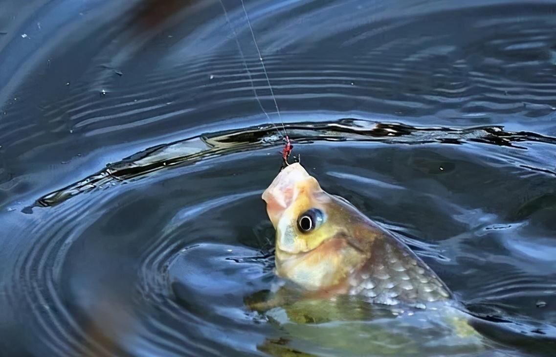 降温后鱼口轻总是没顿口换个“思路”来调漂，马上就黑漂了