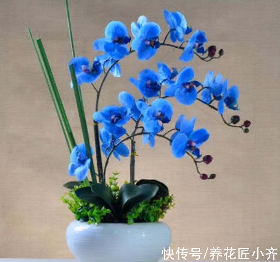 网上常见的4种花,要谨慎购买,虽然销量不低,但是都是“骗局”