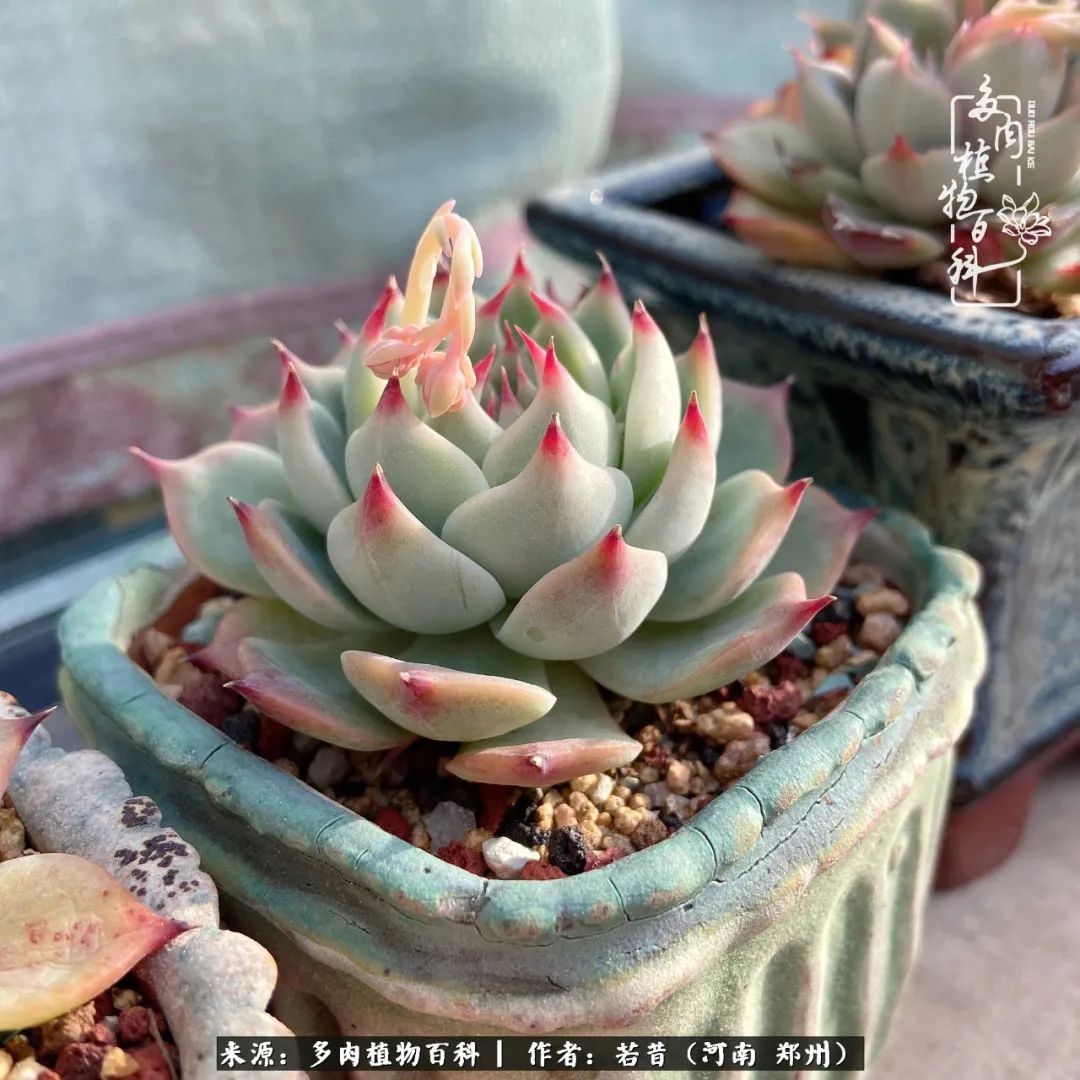 迷你小院儿,种满多肉、花草和蔬果,沉醉在自己的世外桃源!