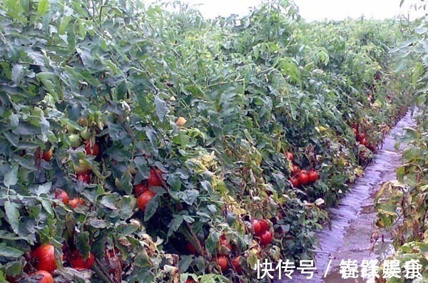 柿胶酚|你天天吃西红柿,但千万不能这样吃,小心中毒