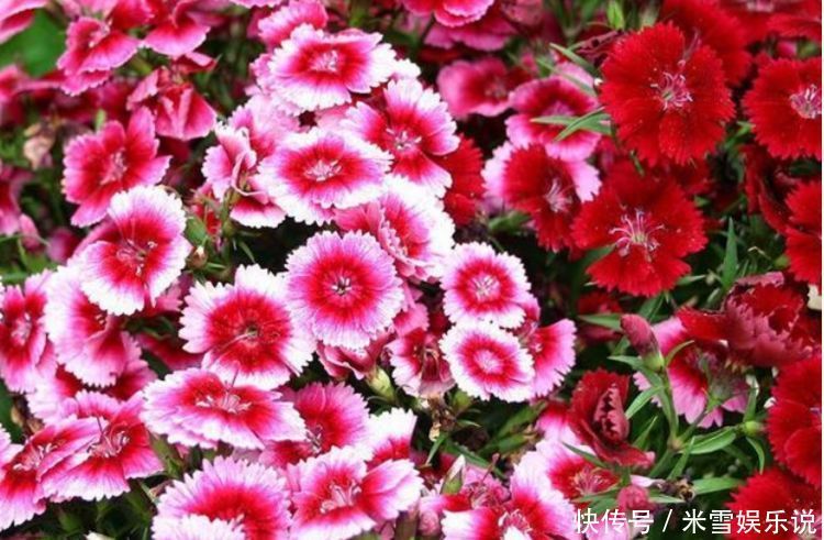 新手|养花就养“4种花”,不怕热不怕冷,适合新手养,年年开花不断!