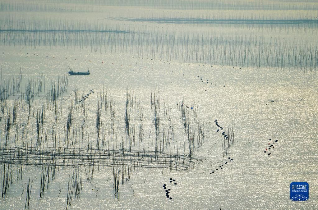 霞浦县|福建霞浦：冬日水墨滩涂