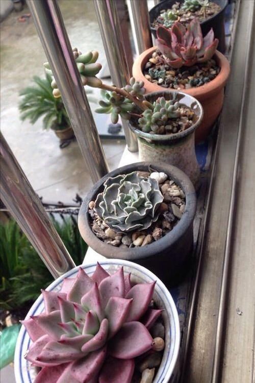 春天养多肉，3月“四预防”，多肉长得精神，“无病无虫”状态棒