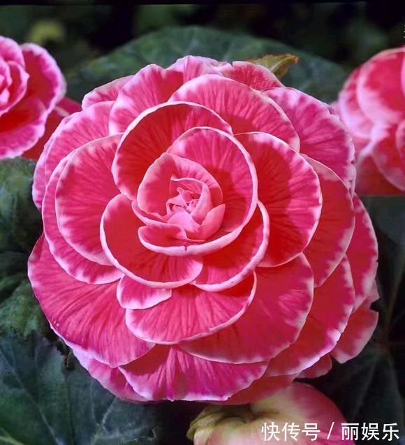 光照|一种盆栽花卉,开花不输大岩桐,比长寿花好养护,花期比月季还长