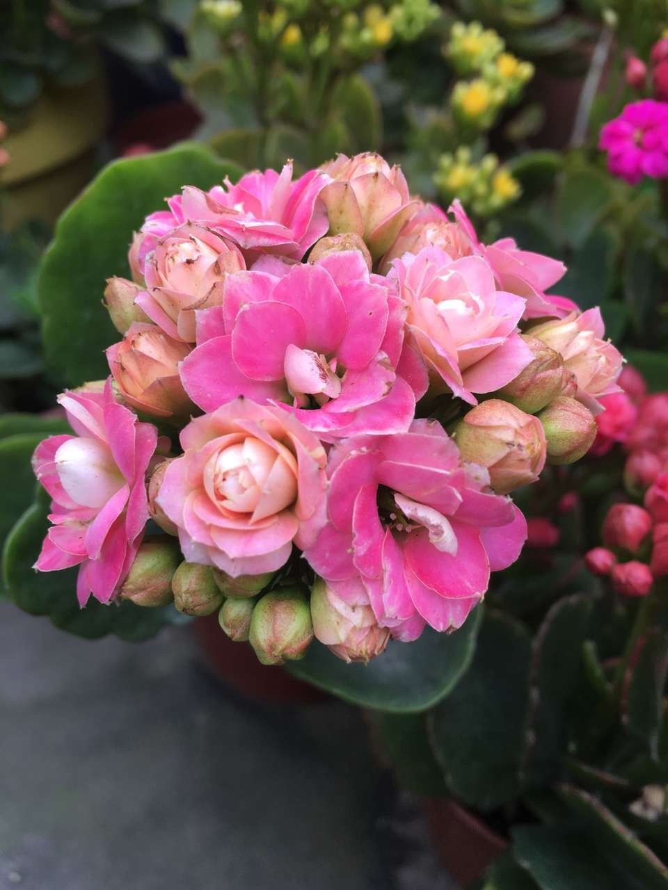 花苞|此花被人称为“无叶花”,满枝都是“花苞”,花期长达180天