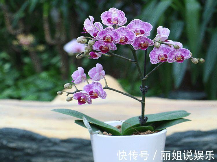 养花试试这几款,金灿灿,在客厅里摆放上一盆,有很好的装饰效果