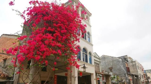 养花就要养它,只要开花就是200以上,绝对最美风景线