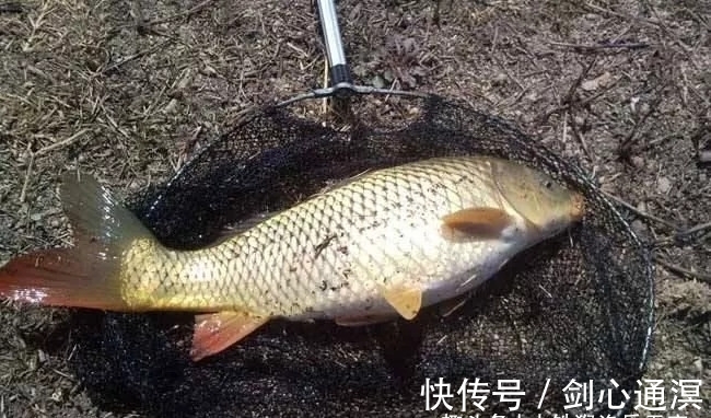 20年钓痴分享，冬季鲤鱼绝杀钓法，冬钓找对方法钓鲤鱼并不难