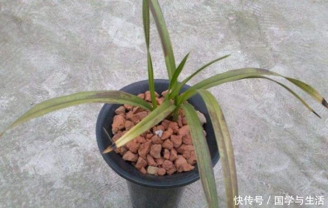 兰花最低多少度会冻伤记住了,就是这2个数!