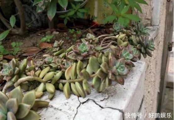 奶奶扔在院子里的多肉,几年没管,长成老桩美翻天,给钱都不卖