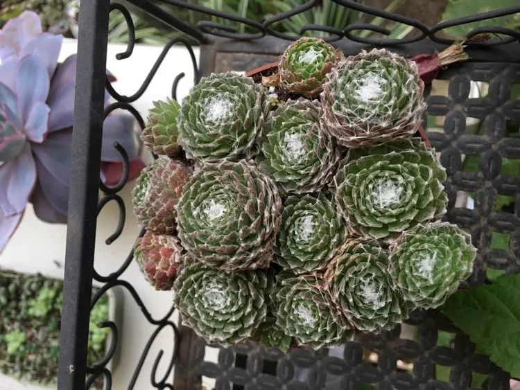 养多肉会上瘾，3年养了500多盆，既美化了环境又愉悦了心境！