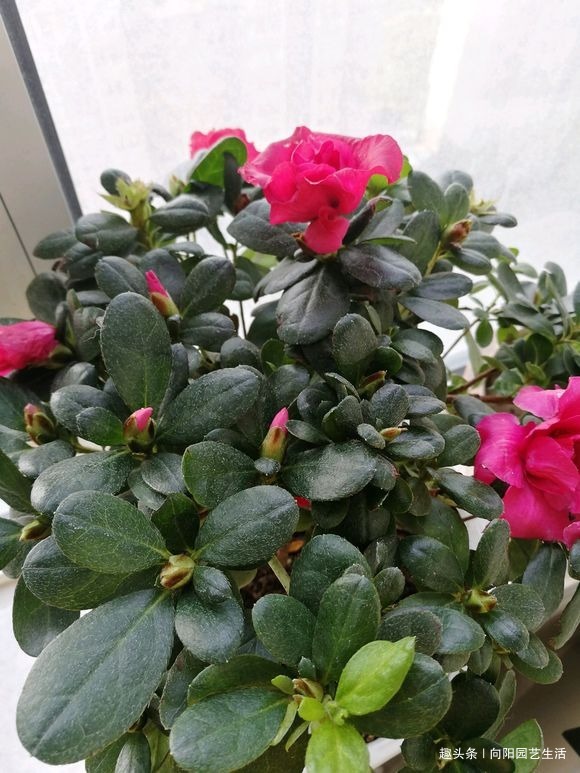 养花的5个“坏习惯”,你中了没,赶紧改掉,否则仙人掌都能养死