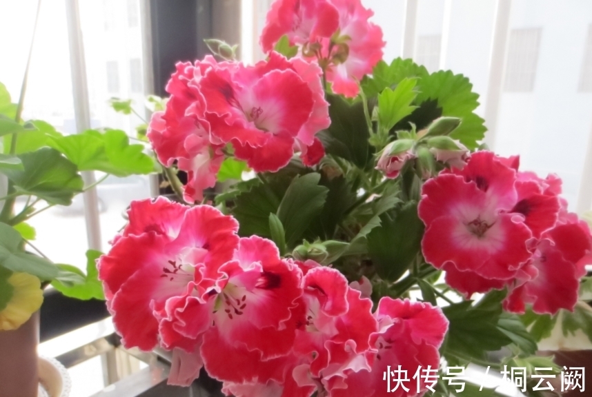 这4种植物虽适合园艺新人练手,但想养好,却需掌握住浇水的诀窍