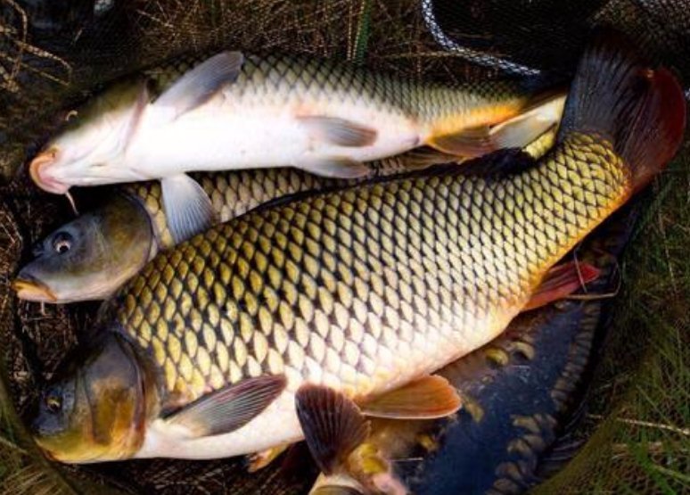 野河|在野河里作钓,怎么才能钓大鱼呢?快来看看让你连杆上鱼